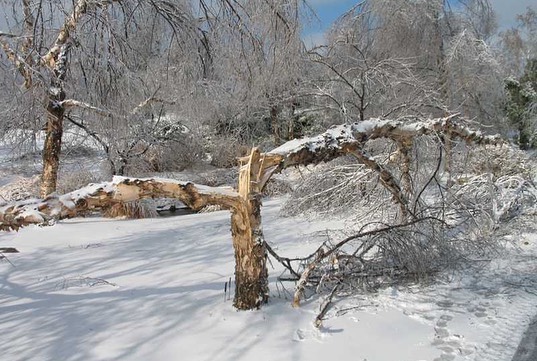 Professional team providing emergency tree removal services in Utah.