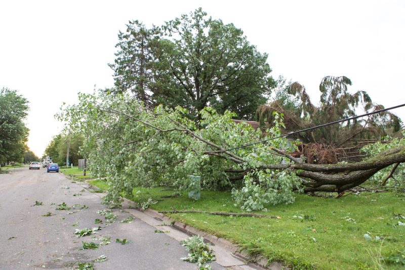 Hazardous Tree Removal Advanced Tree Service