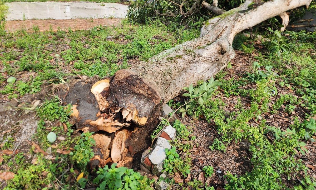 Fast tree service completed in one day by Advanced Tree Service in Salt Lake City Utah