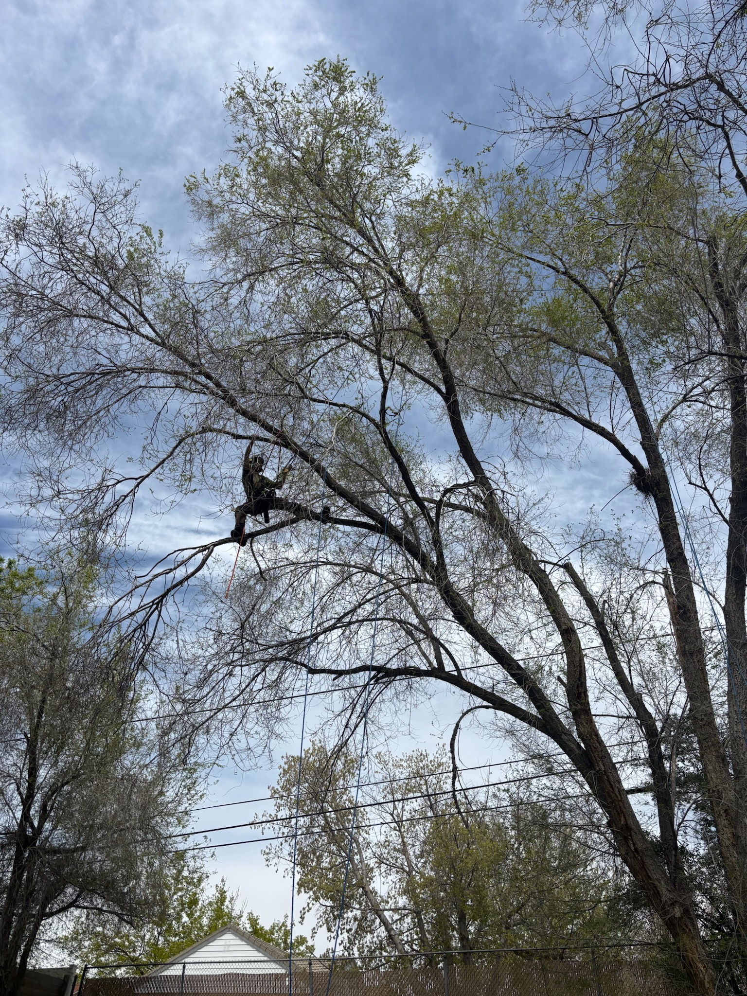 Tree Services in the Winter: What’s Possible and What’s Best