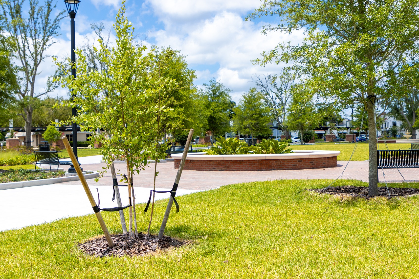 Image representing elm tree maintenance and seasonal pruning in Utah.