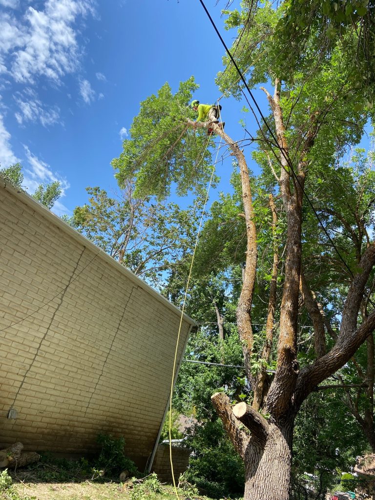 Problem Tree Removal in Salt Lake City