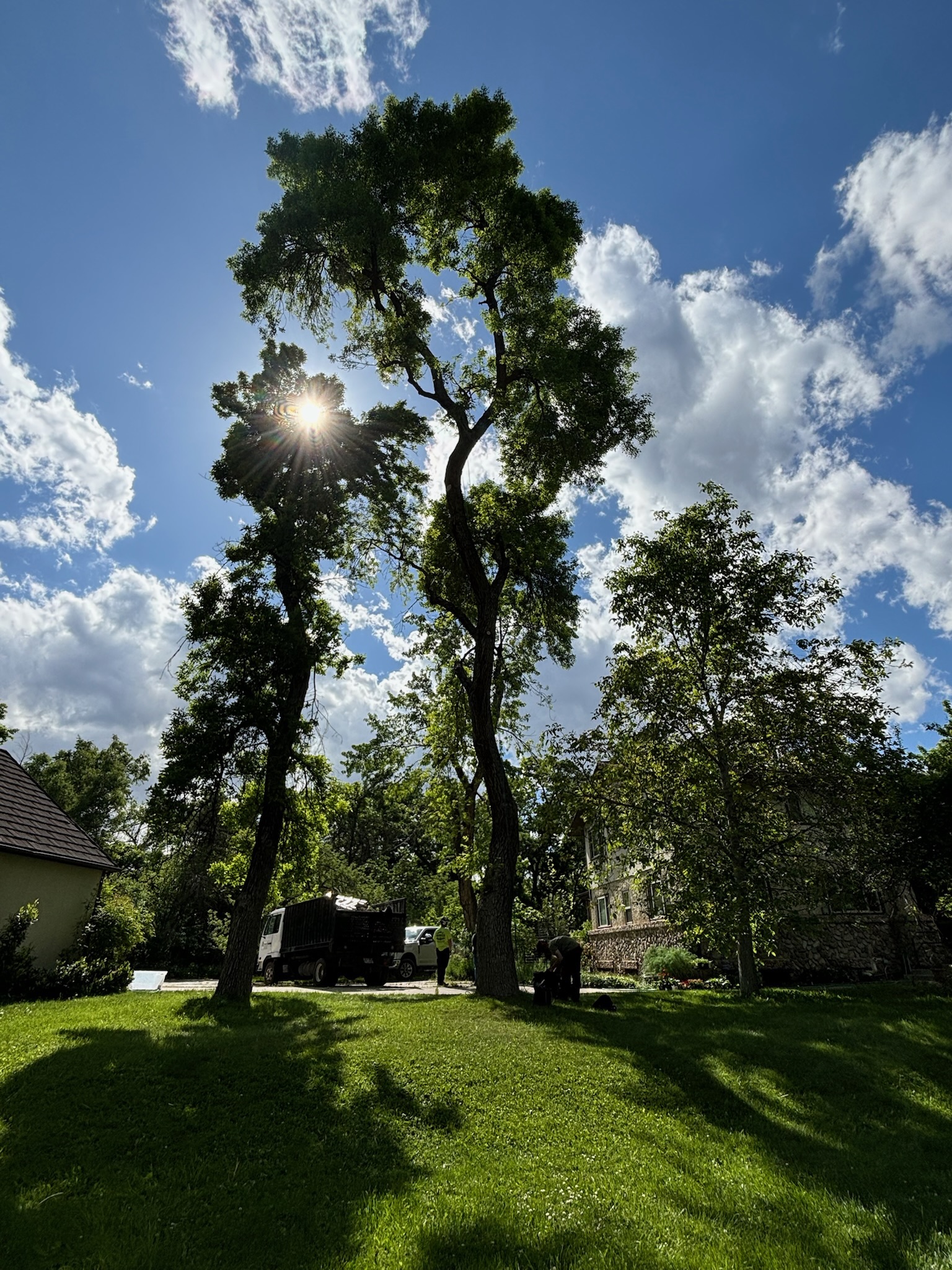 tree company in Salt Lake City, Utah; tree services in Salt Lake City; tree company in Bountiful, Utah; tree services in Bountiful; Centerville tree company; tree company in Clinton, Utah; tree removal in Clinton, Utah;