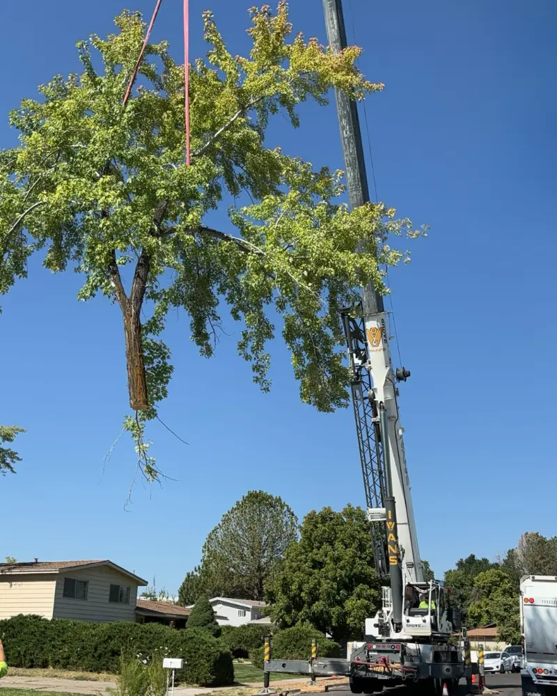 Advanced Tree Service team performing a tree removal in Salt Lake City