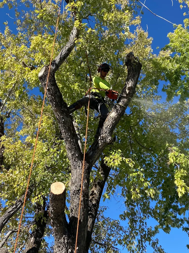 Wildfire Mitigation and Defensible Space Services in Northern Utah