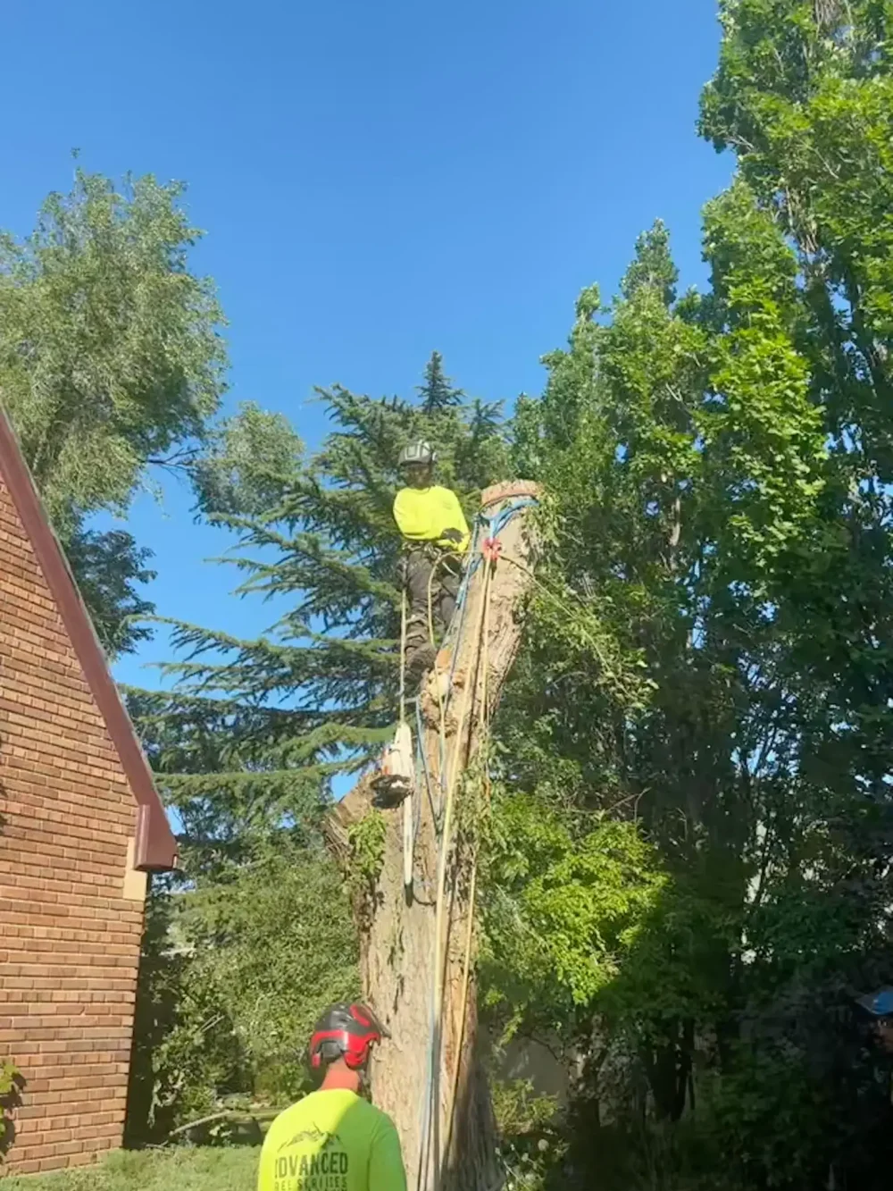 Image of a tree being cared for by ISA-Certified Arborists in Utah.