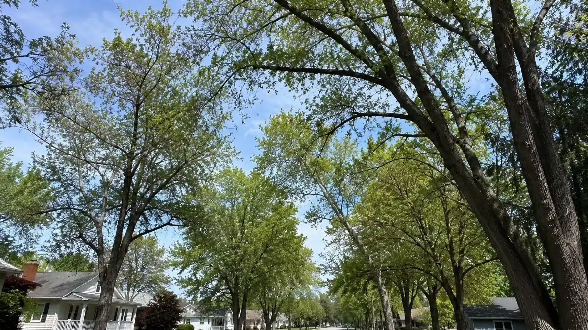the best time of year to trim trees in utah utah - Advanced Tree Service guide