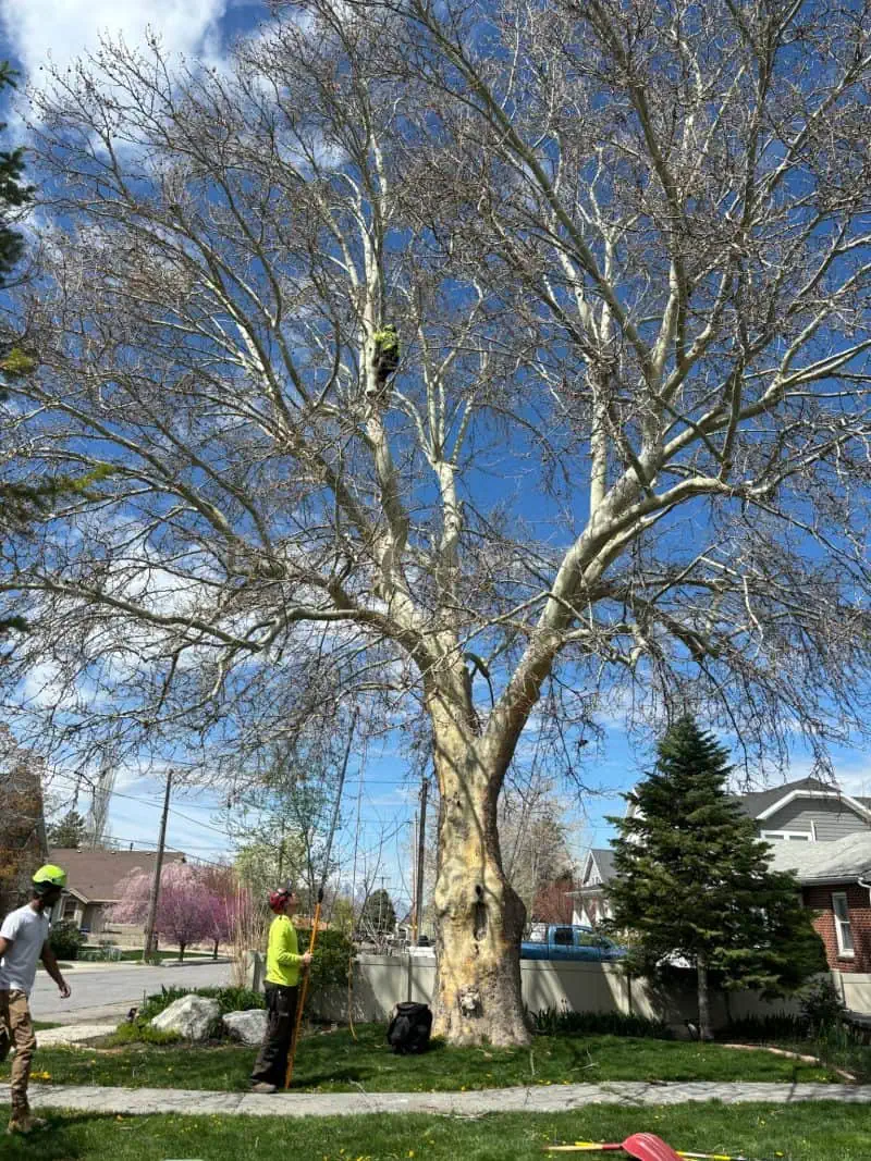 Tree trimming service by Advanced Tree Service in Salt Lake City, Utah.