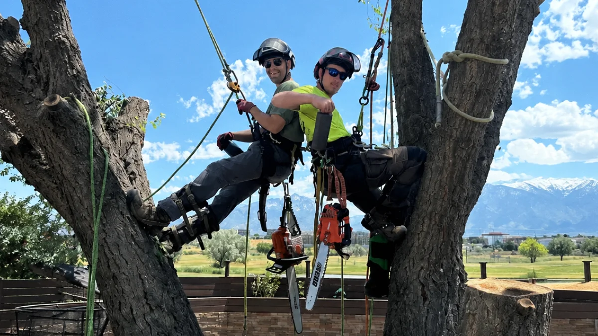 what does a certified arborist do? (and why you need one) utah - Advanced Tree Service guide