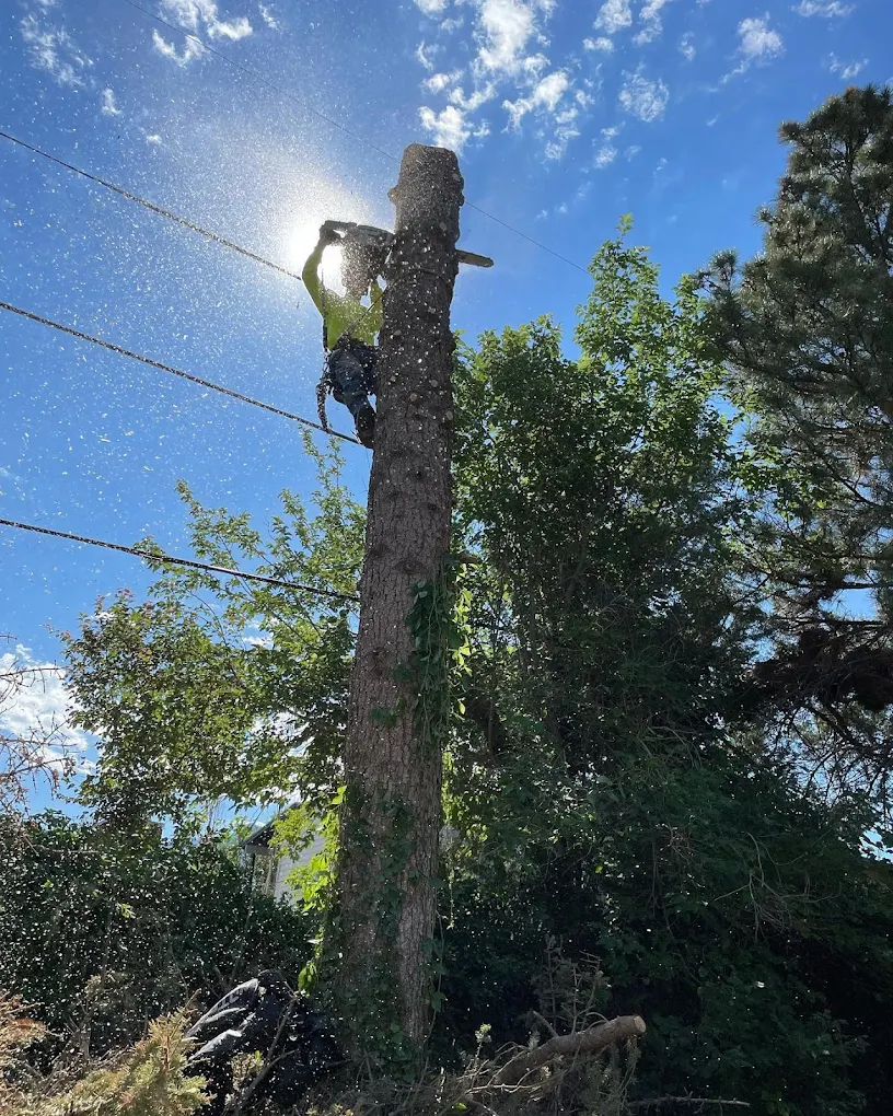 professional fruit tree pruning & maintenance equipment Advanced Tree Service Utah
