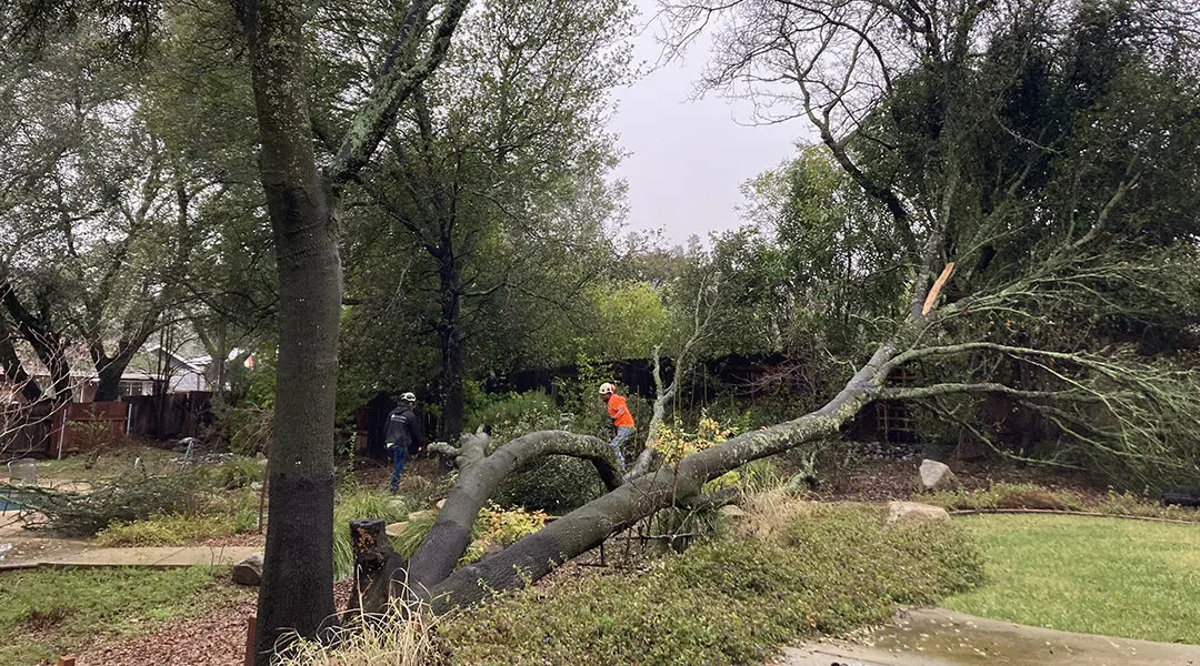 Salt Lake City Emergency Tree Removal Utah before and after