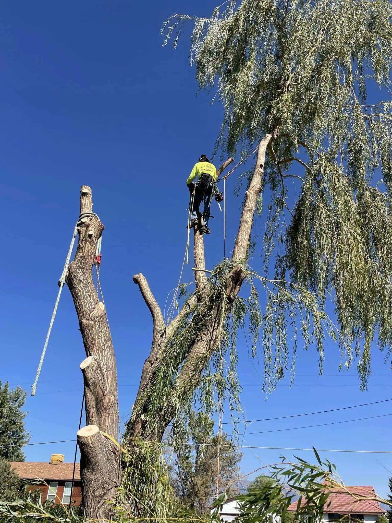 Draper Tree Trimming & Pruning Utah before and after