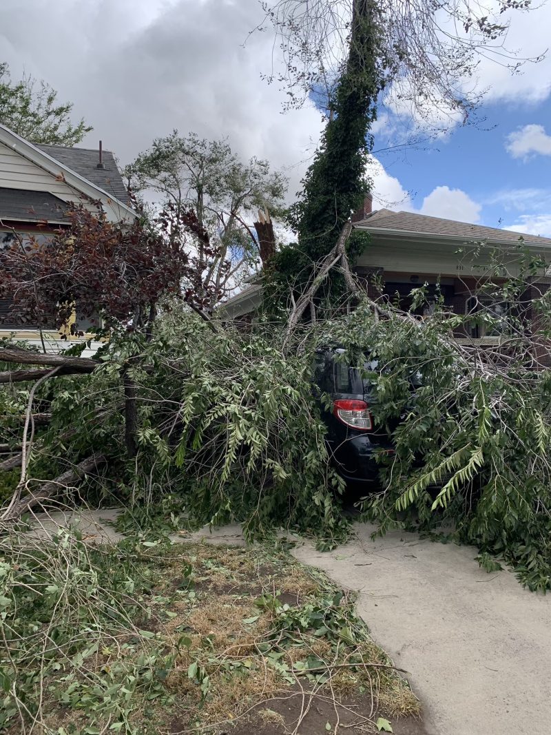 Sandy Arborist Services