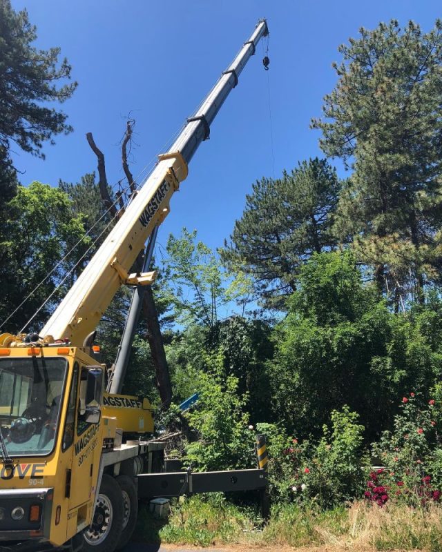Certified Arborist Salt Lake City UT | Expert Tree Care