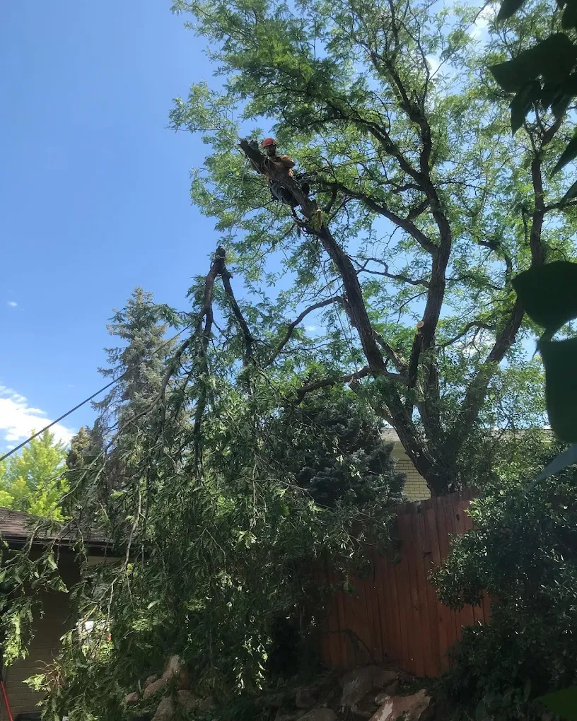 Certified Arborist Tree Health Assessments in Utah | Advanced Tree Service | Free Estimates