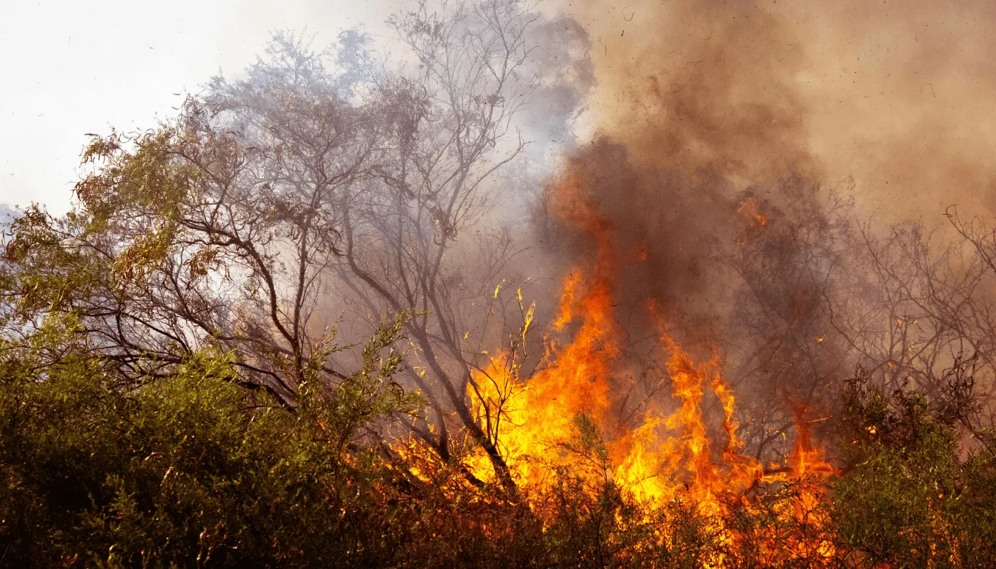 WUI Fire Mitigation Services in Centerville, UT | Advanced Tree