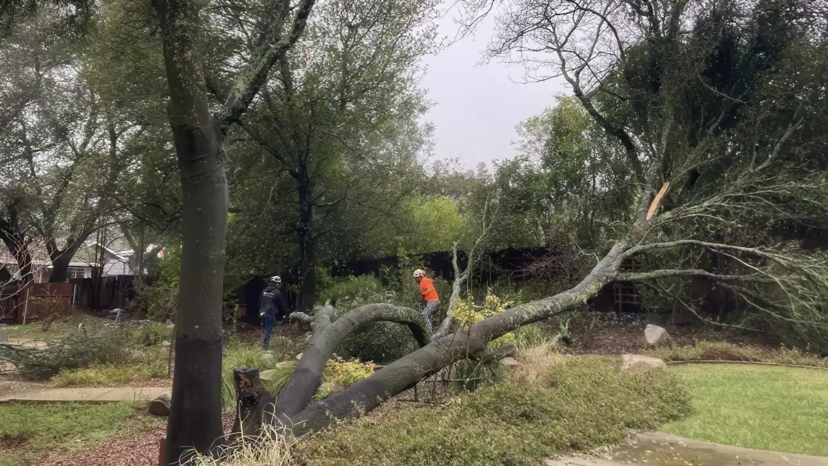 wildfire mitigation & defensible space creation utah - Advanced Tree Service