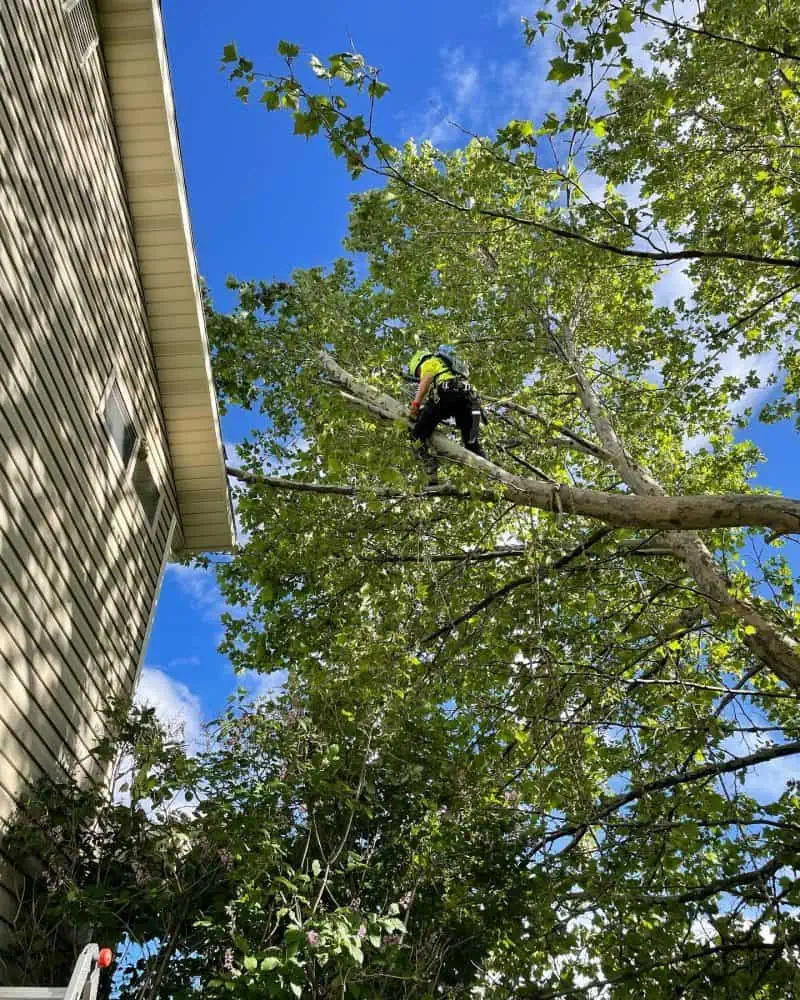 Tree removal service in Salt Lake City UT with full cleanup