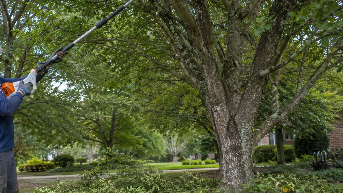 Mulberry tree trimming service in Salt Lake City UT