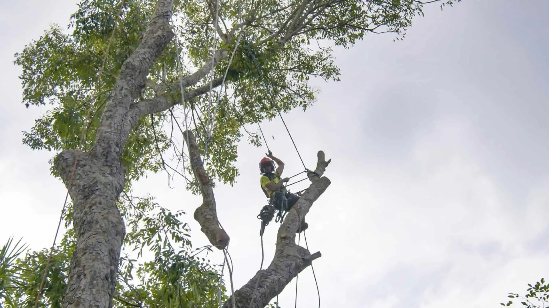 Tree trimming service in Salt Lake City UT improving tree health