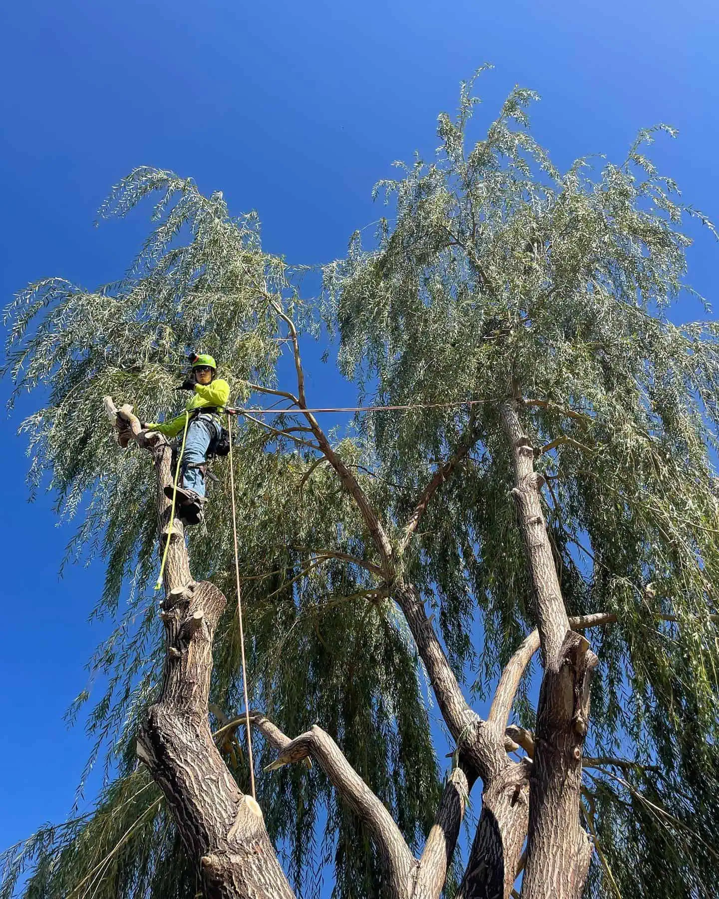 Defensible Space Tree Removal Ogden UT | Advanced Tree