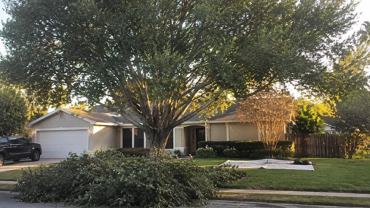 How Close to a House Can You Plant a Tree? Tips & Guidelines