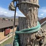 Signs Your Tree is Dead and Needs Immediate Removal | Advanced Tree Service Utah