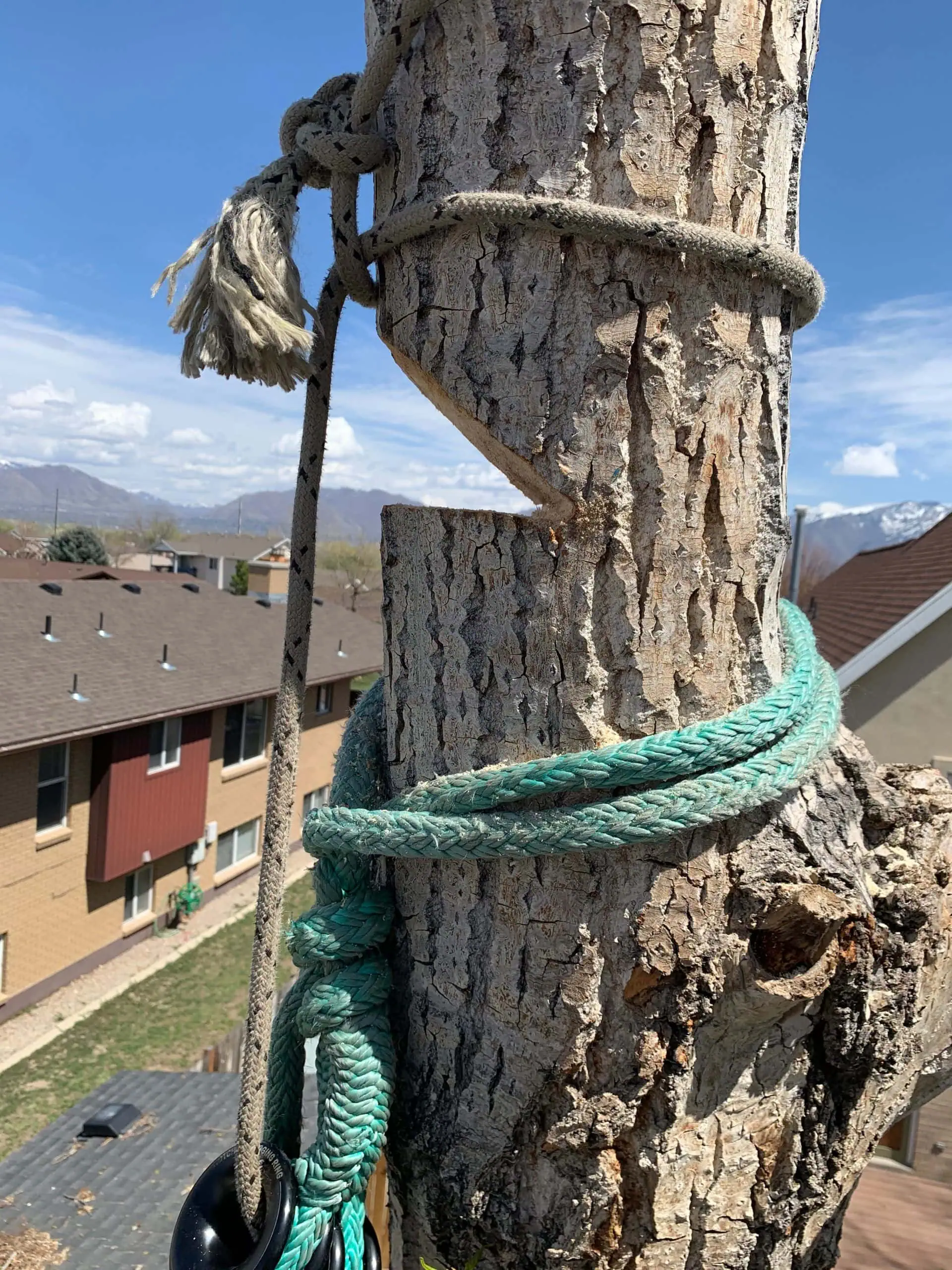 Signs Your Tree is Dead and Needs Immediate Removal | Advanced Tree Service Utah