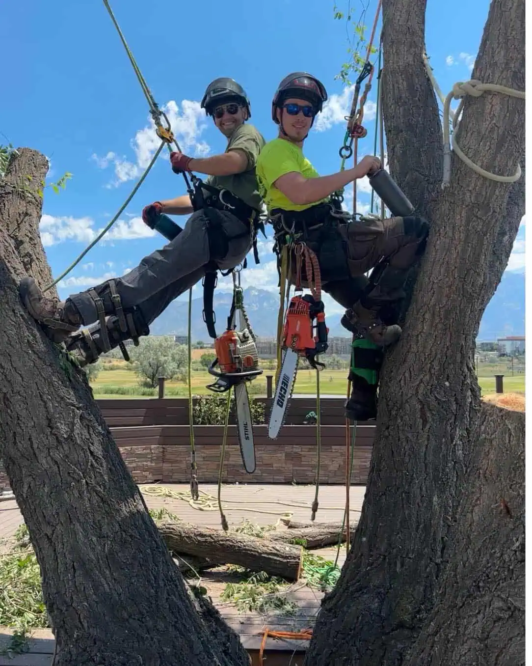 Tree Company in Layton UT | Advanced Tree Service