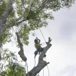 What is the Difference Between Tree Trimming and Tree P | Advanced Tree Service Utah