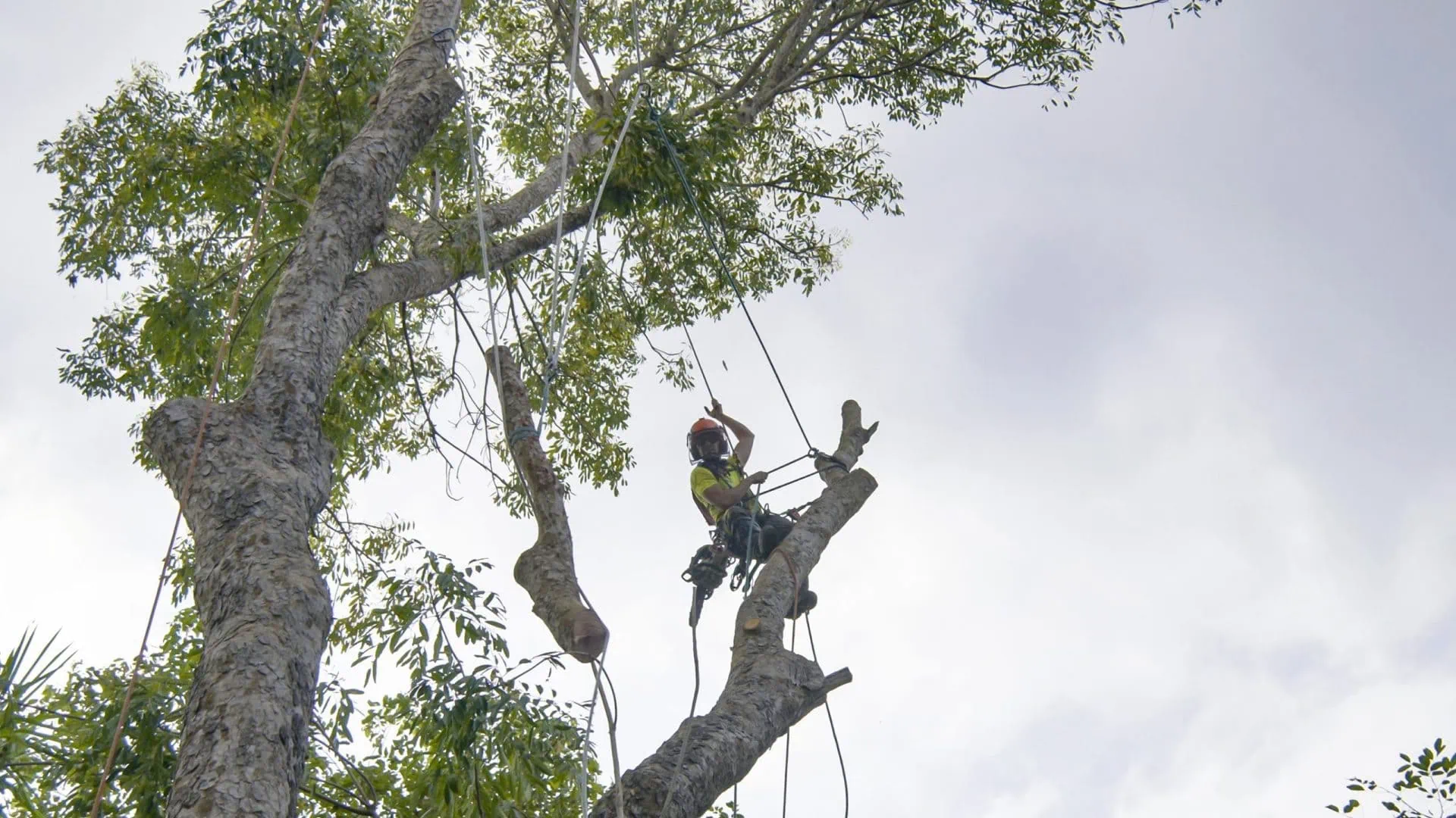 What is the Difference Between Tree Trimming and Tree P | Advanced Tree Service Utah