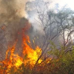 Advanced Tree Service crew removing fire hazards and dead trees from a Utah property before fire season