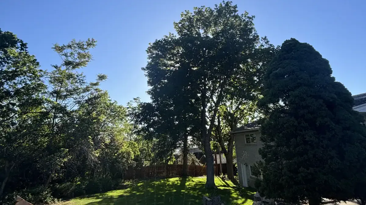 a guide to common trees in utah (and how to care for them) utah - Advanced Tree Service guide
