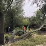 will homeowners insurance pay for tree removal? utah - Advanced Tree Service guide